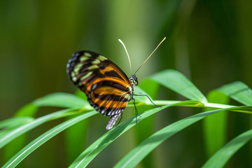 Wild Butterflies in Saint Martin