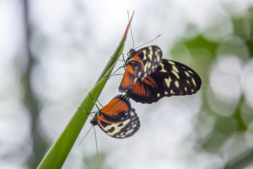 Fototapeta na wymiar Wild Butterflies in Saint Martin