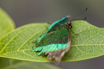 Wild Butterflies in Saint Martin