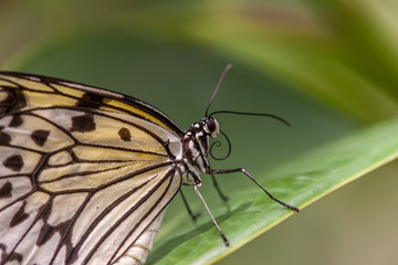 Fototapeta na wymiar Wild Butterflies in Saint Martin