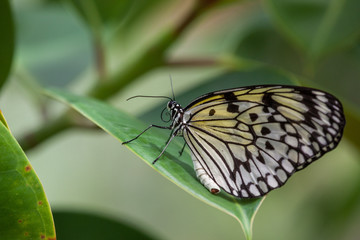 Wild Butterflies in Saint Martin