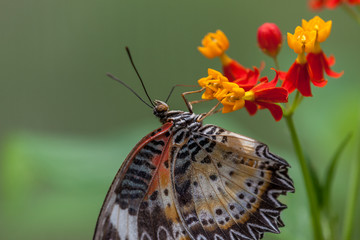 Wild Butterflies in Saint Martin