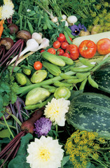 Set of different vegetables 