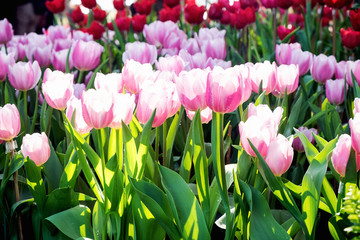 Tulip. Beautiful bouquet of tulips. colorful tulips. tulips in s