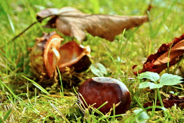 Chestnut in autumn