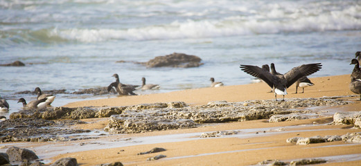 Bernaches en migration