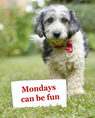  The cute black and white adopted stray dog on a green grass, focus on a head of dog. design for...