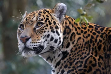 Foto op Plexiglas Jaguar © Edwin Butter