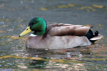 Mallard