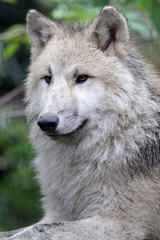 Hudson bay wolf