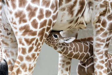 Giraffe baby