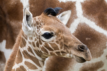Naklejka premium Giraffe baby