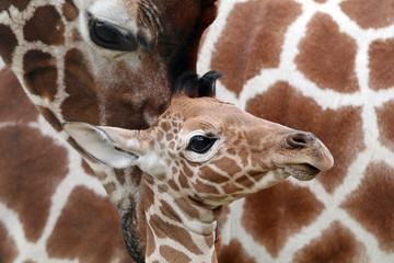 Close up of giraffe and calf
