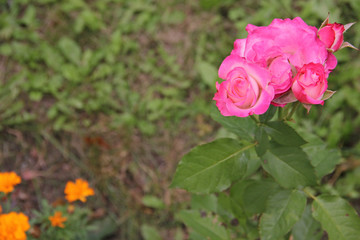 The flowering of roses