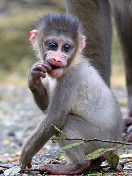 Mandrill baby