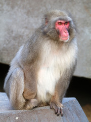 Japanese macaque