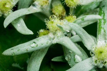 Edelweiss flowers close-up: Alpine wild flower A well-known mountain flower, belonging to the daisy or sunflower family,(Leontopodium alpinum), symbol of alps, mountains. Shallow depth of field