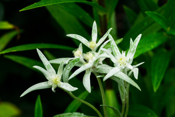 Edelweiss flowers close-up: Alpine wild flower A well-known mountain flower, belonging to the daisy or sunflower family,(Leontopodium alpinum), symbol of alps, mountains. Shallow depth of field
