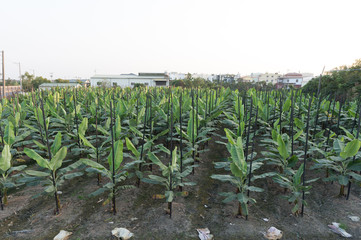 Banana tree plantation in nature with daylight