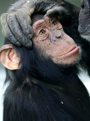 Fototapeta premium Chimpanzee baby
