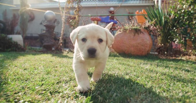 puppy labrador retriever in the farm yard for a walk on a Sunny day,dog slow motion running