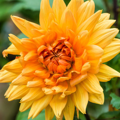 Orange Dahlia