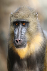 Mandrill