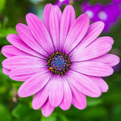 Obraz premium Bluest Of Centres