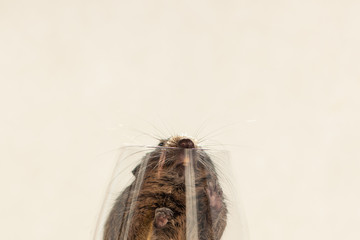 rodent in wineglass
