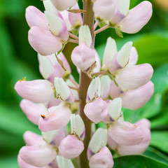 Loaded Lupin