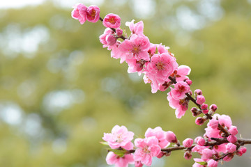 First pink flowers of cherry blossom season in Japan