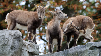 Alpine ibex