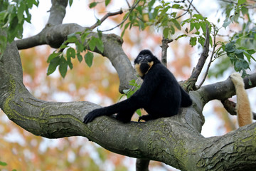 Gibbon