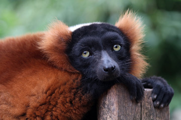 Red lemur