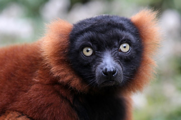 Red lemur © Edwin Butter