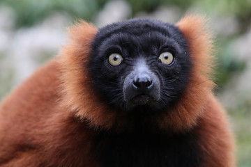 Red lemur © Edwin Butter