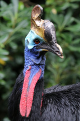 Southern cassowary