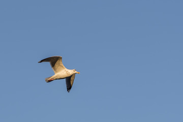 Möwe