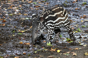 Tapir