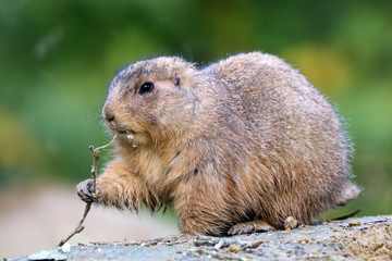 Prairie dog