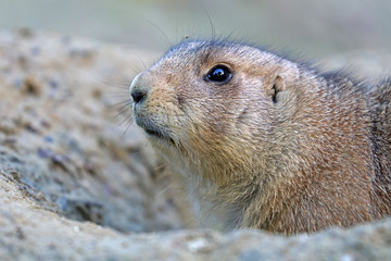 Prairie dog