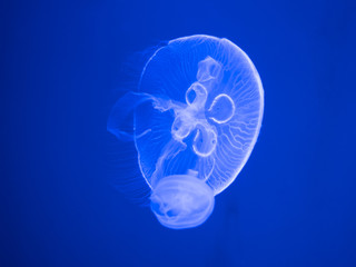 jellyfish on a blue background