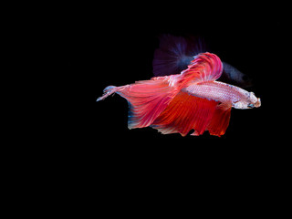 Betta fish, moving moment of Siamese fighting fish isolated on b