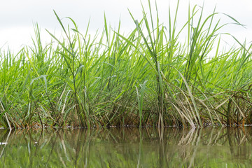 young rice field no seed