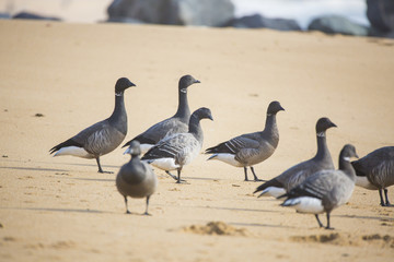 Bernaches en migration