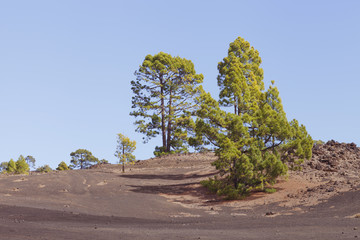 Green pine tree forest on lava rocks on slopes of volcano in El Teide national park, Tenerife,...