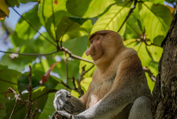 Proboscis Monkey - Nasalis larvatus - in tree in the wild jungles of Borneo. T