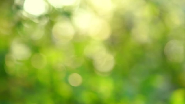 Nature background. Beautiful Sun shine through the blowing on wind tree green leaves. Blurred abstract bokeh with sun flare. Slow motion 240 fps. HD 1080p