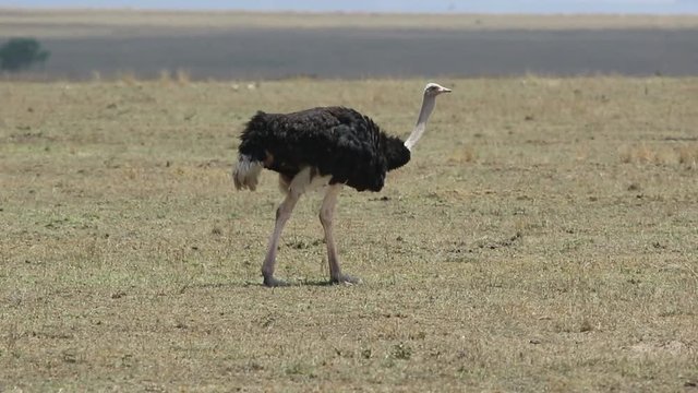 male ostrich walking with a hot day over a dry savannah and eating grass