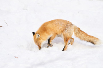餌を探すキタキツネ
